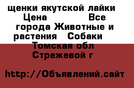 щенки якутской лайки › Цена ­ 15 000 - Все города Животные и растения » Собаки   . Томская обл.,Стрежевой г.
